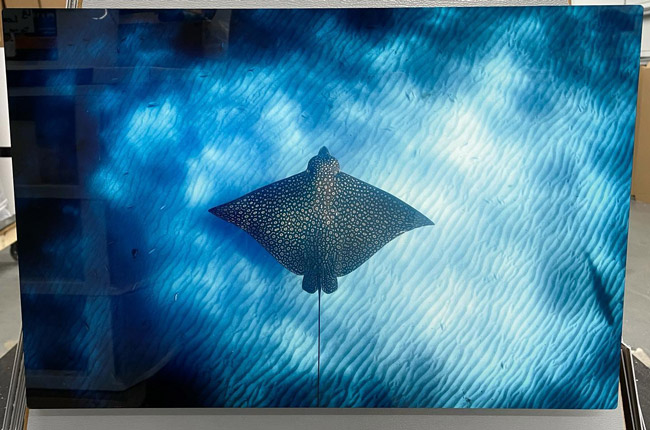 metal photo print of swimming ray