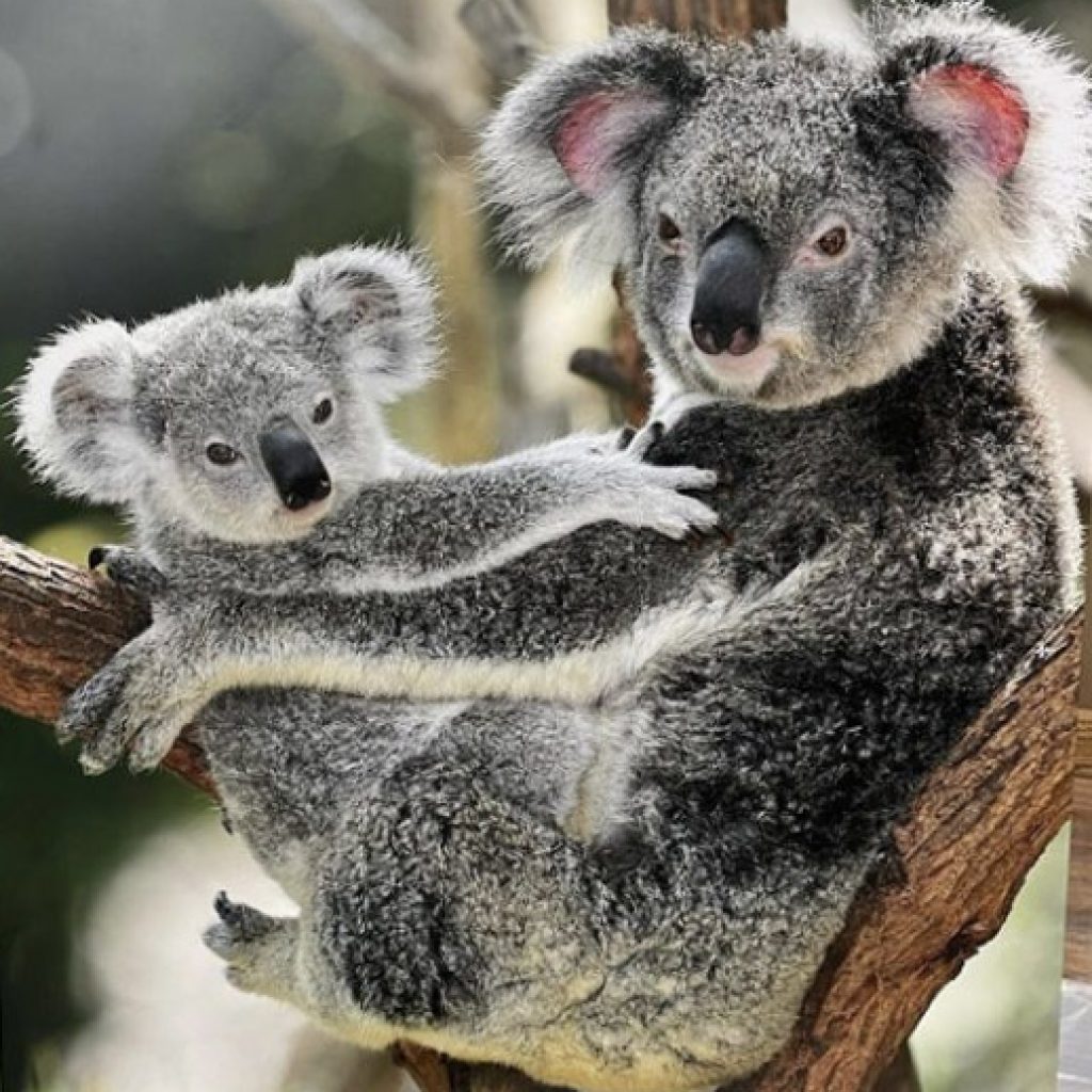 two koala bears in a tree-white matte metal print